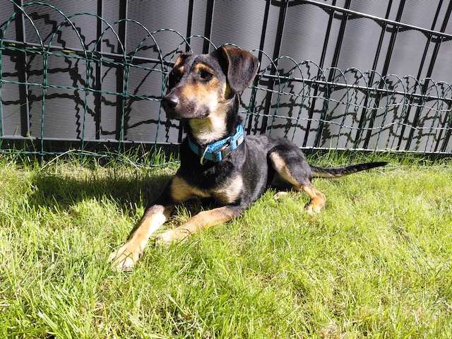 fellengel_einstein_1