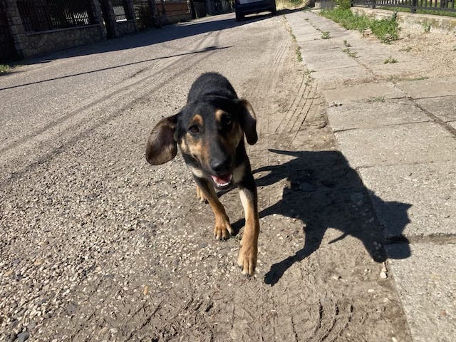 fellengel_einstein_2