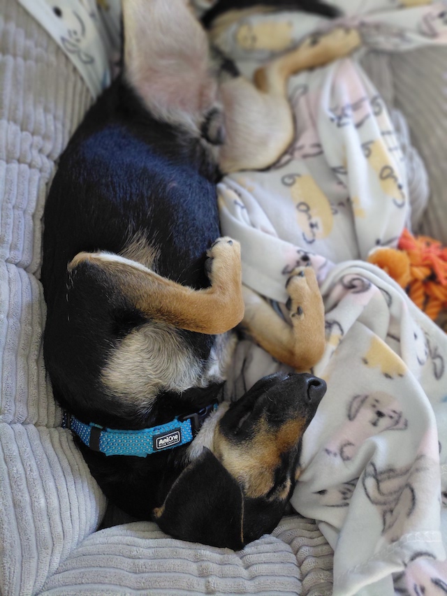 fellengel_einstein_2