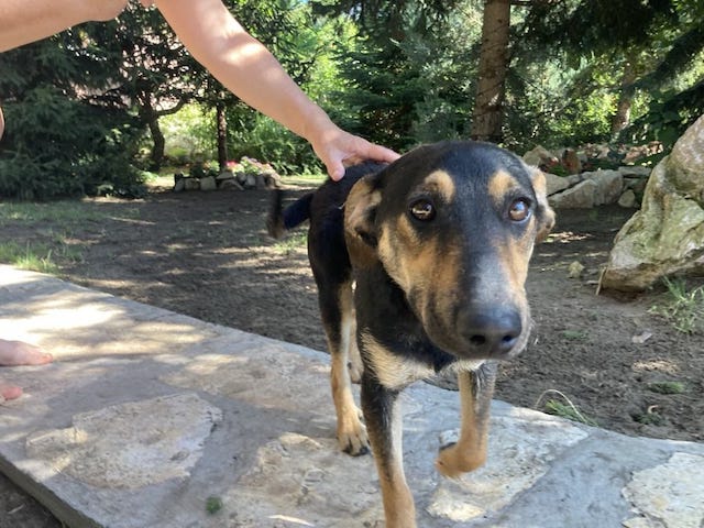 fellengel_einstein_3