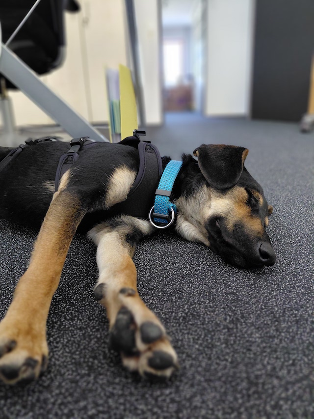 fellengel_einstein_3