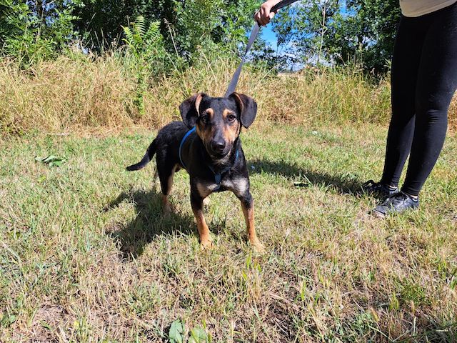 fellengel_einstein_4