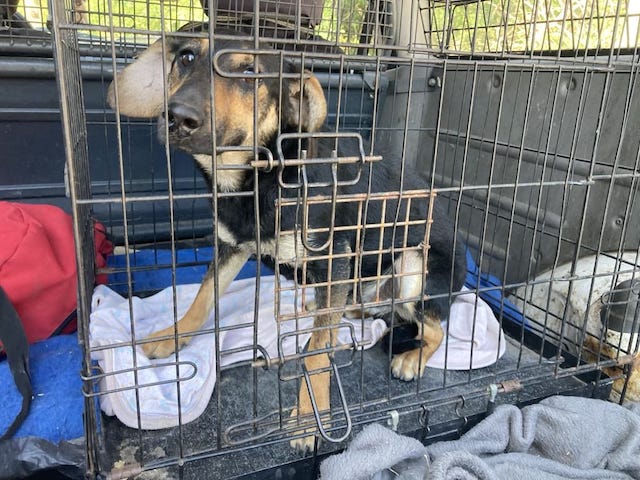 fellengel_einstein_4