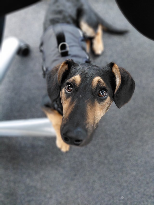 fellengel_einstein_4