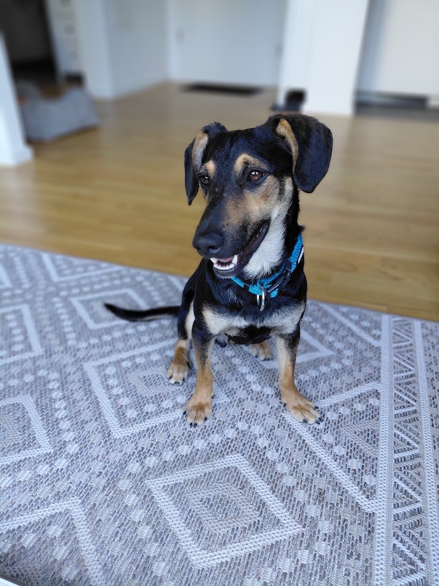 fellengel_einstein_5