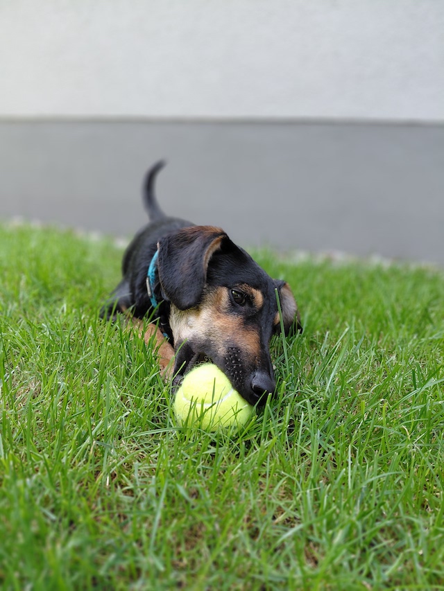 fellengel_einstein_6