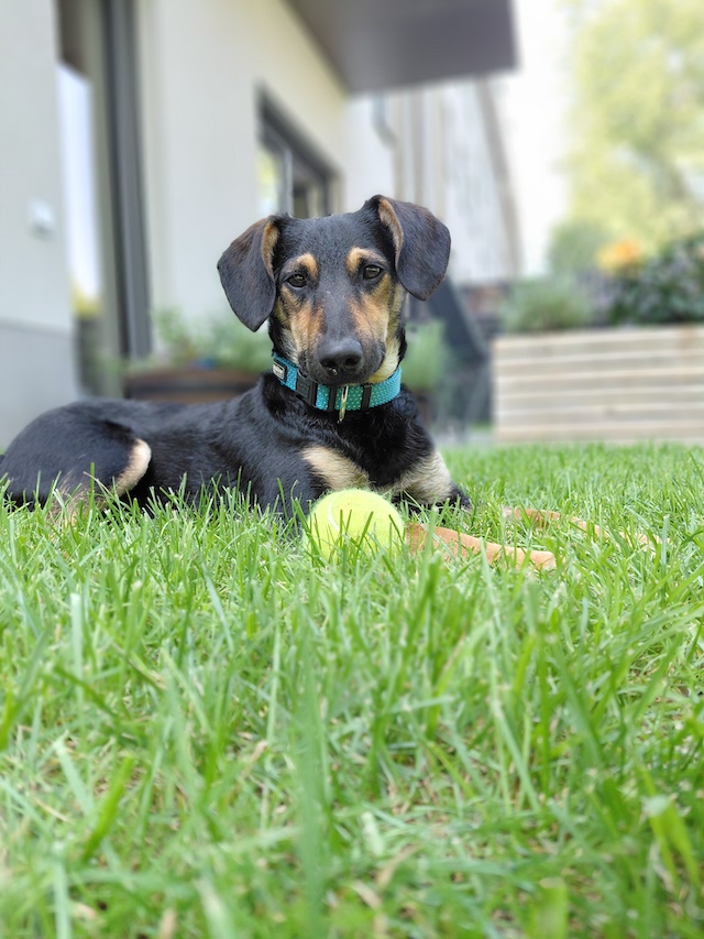 fellengel_einstein_7