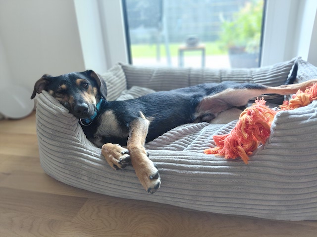 fellengel_einstein_8