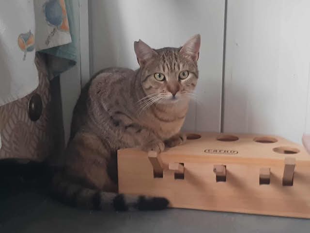 fellengel_francesca_1