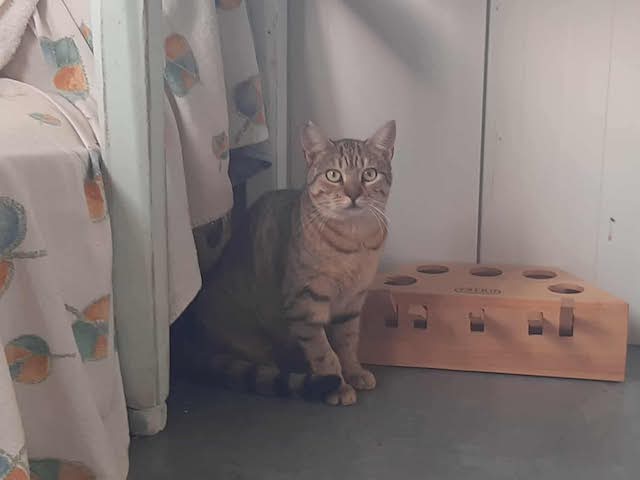 fellengel_francesca_3