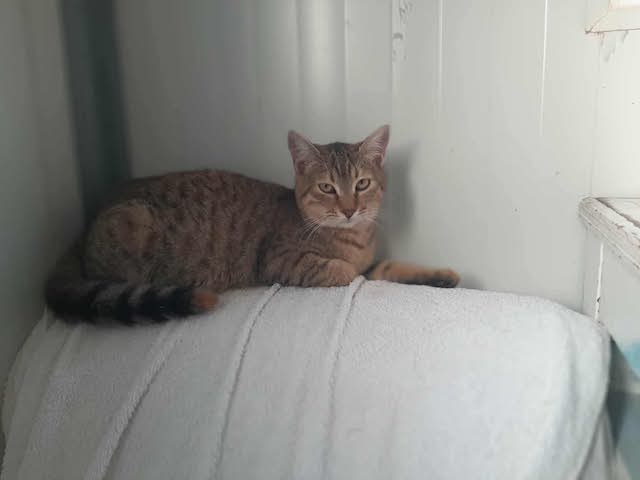 fellengel_francesca_5