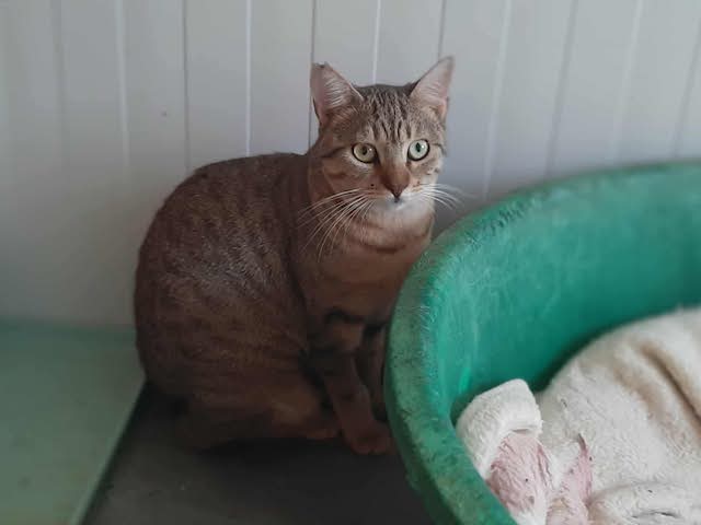 fellengel_francesca_6