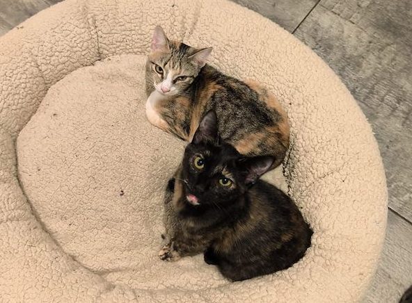 fellengel_greta_gioia