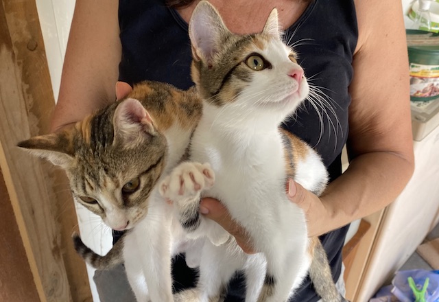 fellengel_,greta_luna_1