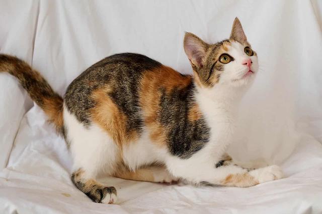 fellengel_little_luna_1