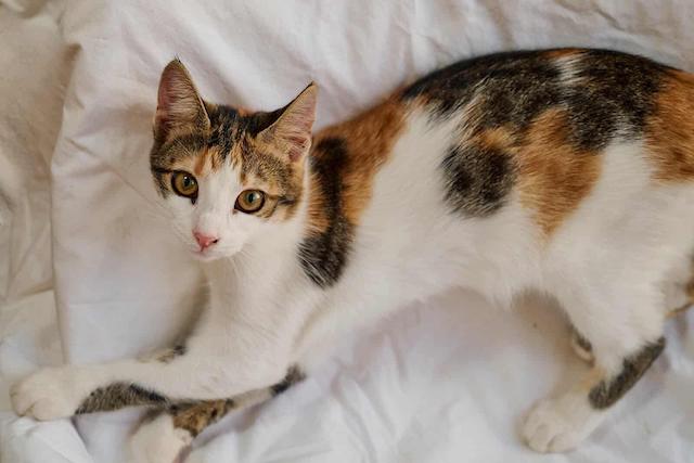 fellengel_little_luna_2