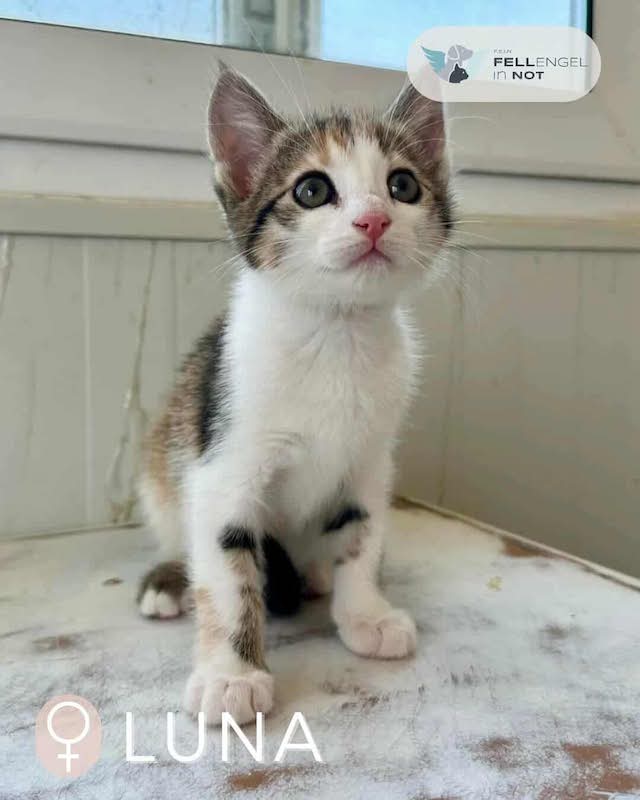 fellengel_little_luna_2