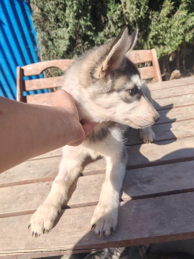 fellengel_little_luna_3