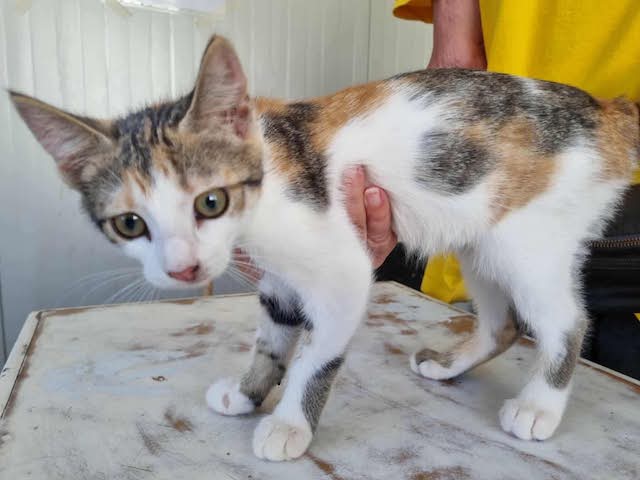 fellengel_little_luna_3