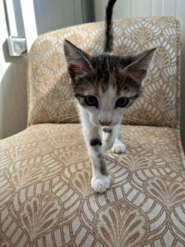 fellengel_little_luna_4