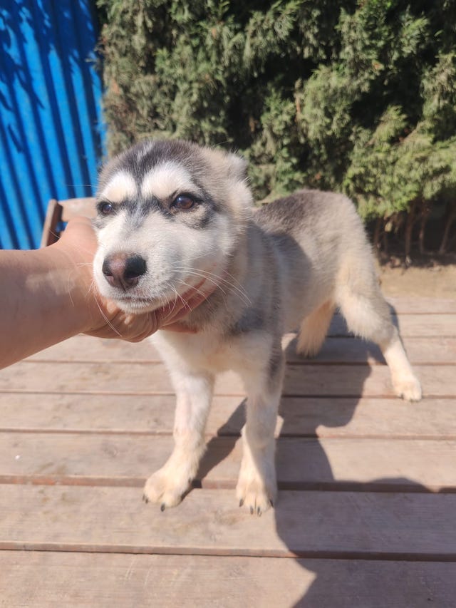 fellengel_little_luna_5