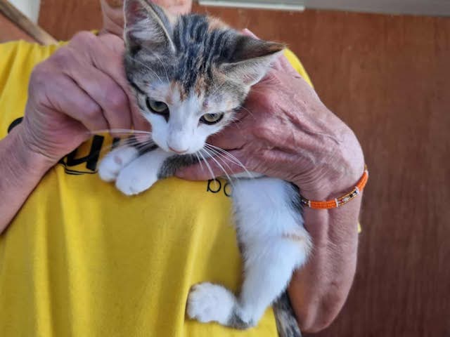 fellengel_little_luna_5