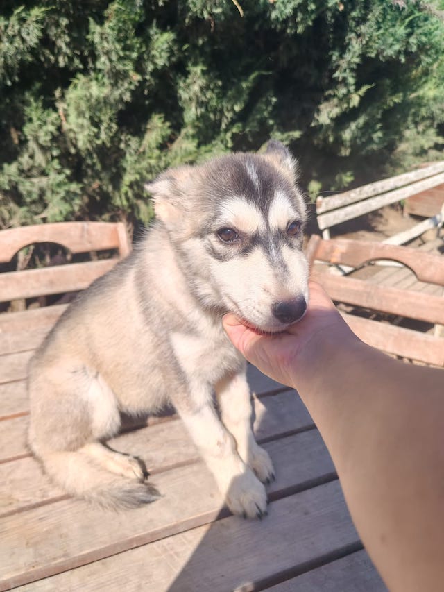 fellengel_little_luna_6