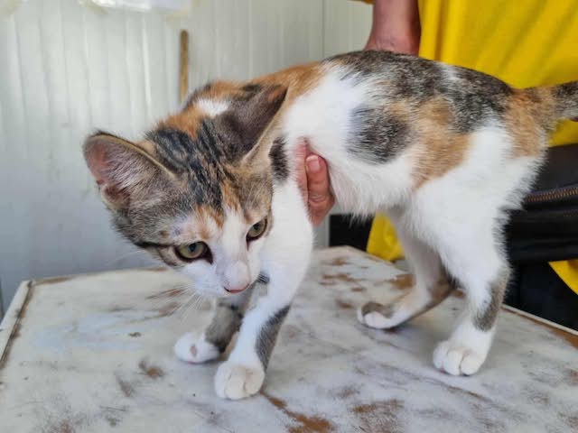 fellengel_little_luna_6