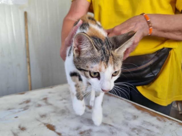 fellengel_little_luna_7