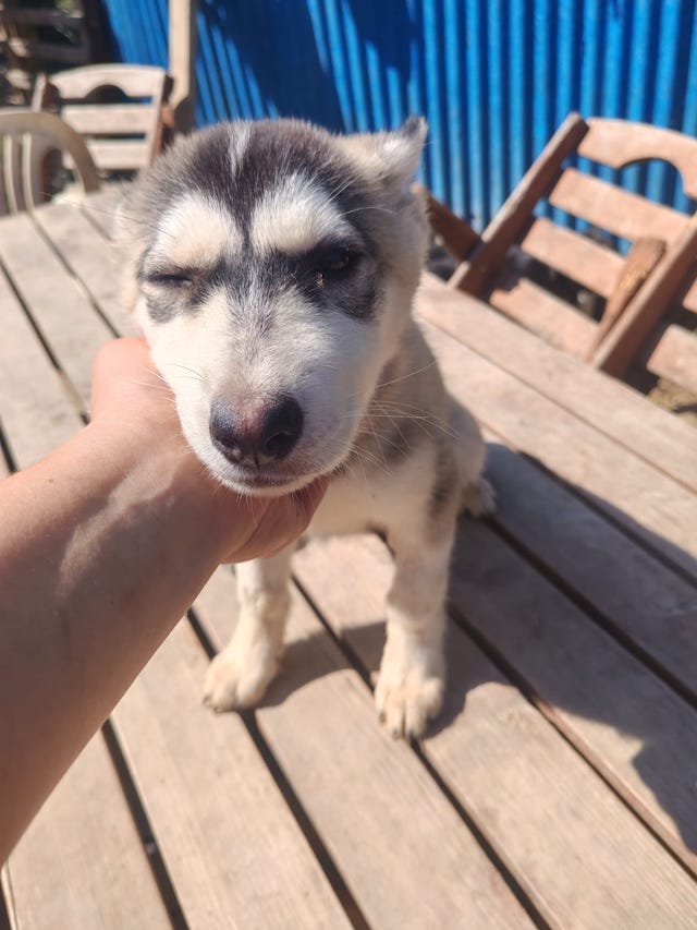 fellengel_little_luna_8