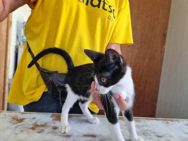 fellengel_lorenzo_02