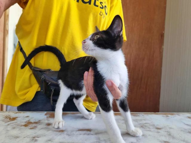 fellengel_lorenzo_05