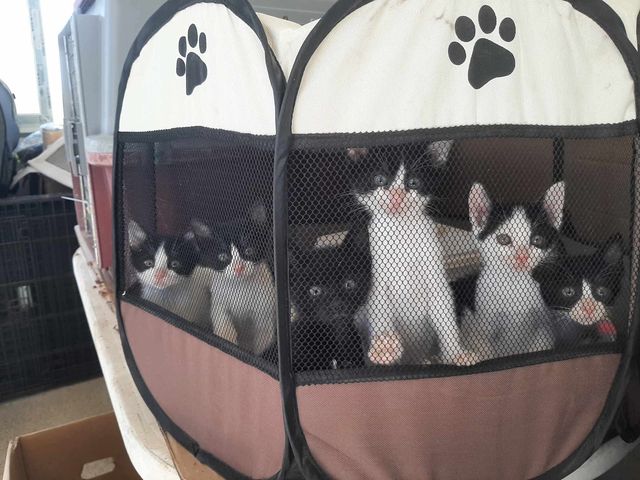 fellengel_lorenzo_07