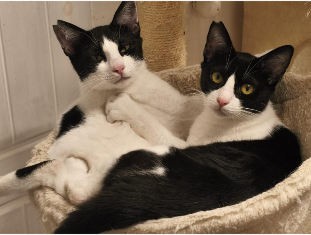 fellengel_lotta_gise_1