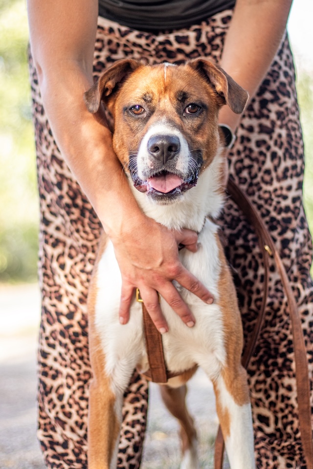 fellengel_mister_berci1