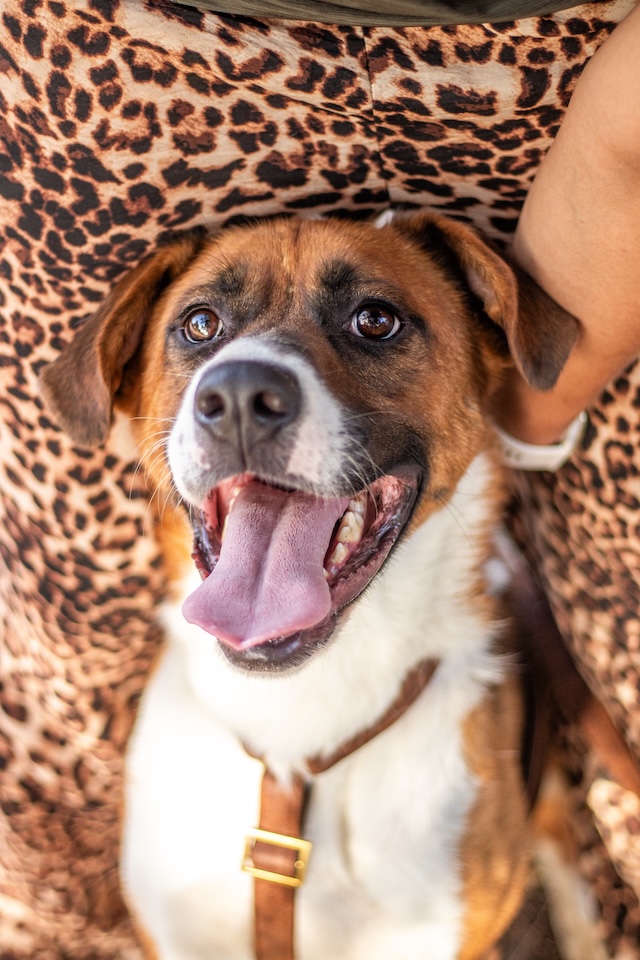 fellengel_mister_berci2