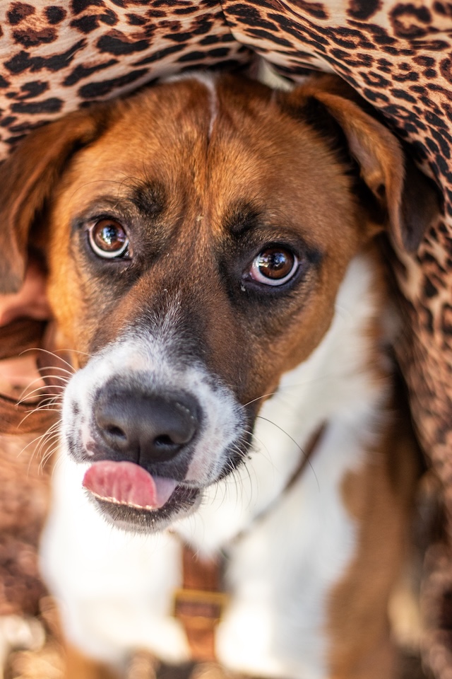 fellengel_mister_berci3