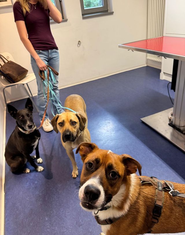 fellengel_misterberci