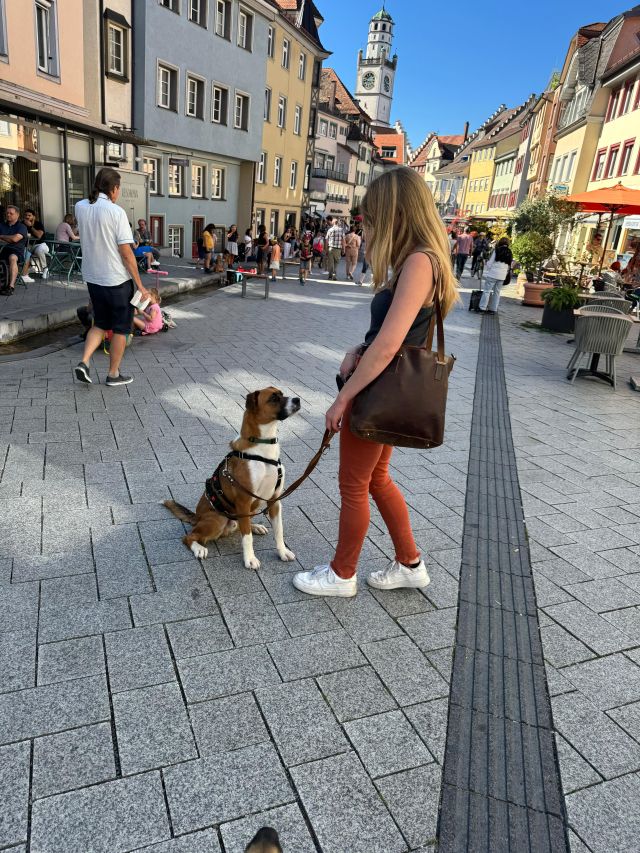 fellengel_misterberci