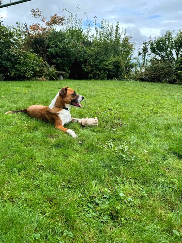 fellengel_misterberci_02