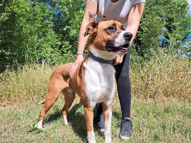 fellengel_mr.berci_1