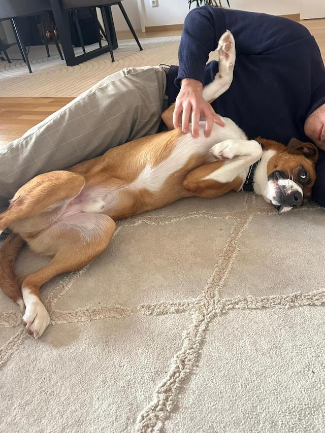 fellengel_mr.berci_1