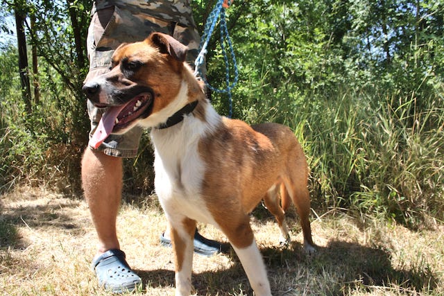 fellengel_mr.berci_1