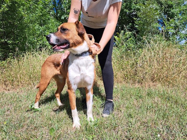 fellengel_mr.berci_2