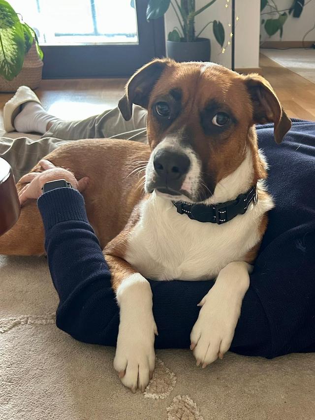 fellengel_mr.berci_2