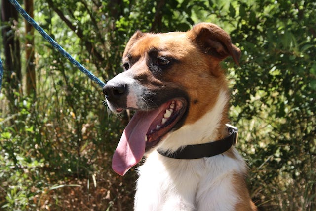 fellengel_mr.berci_2