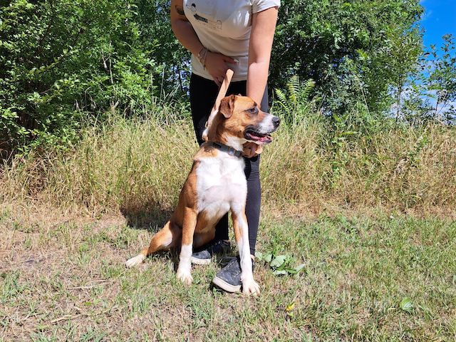 fellengel_mr.berci_3