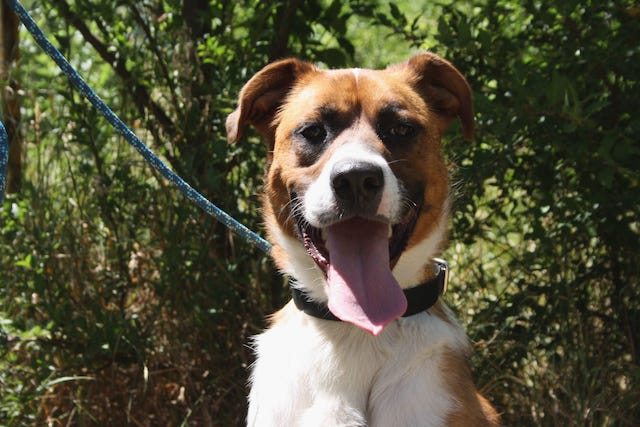 fellengel_mr.berci_3