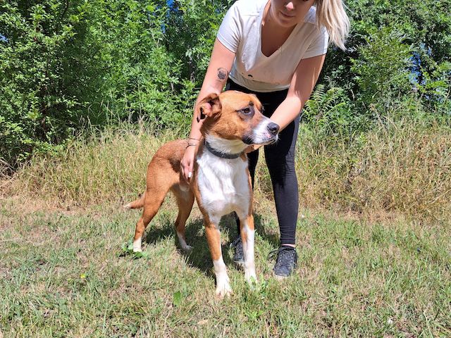 fellengel_mr.berci_4