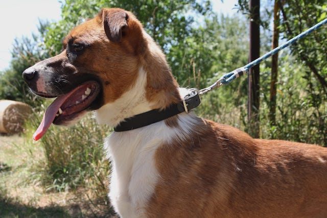 fellengel_mr.berci_4